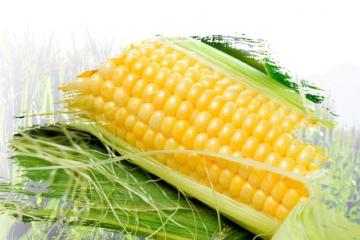 利用工业微生物生产玉米黄素的研究方面取得了重要进展
